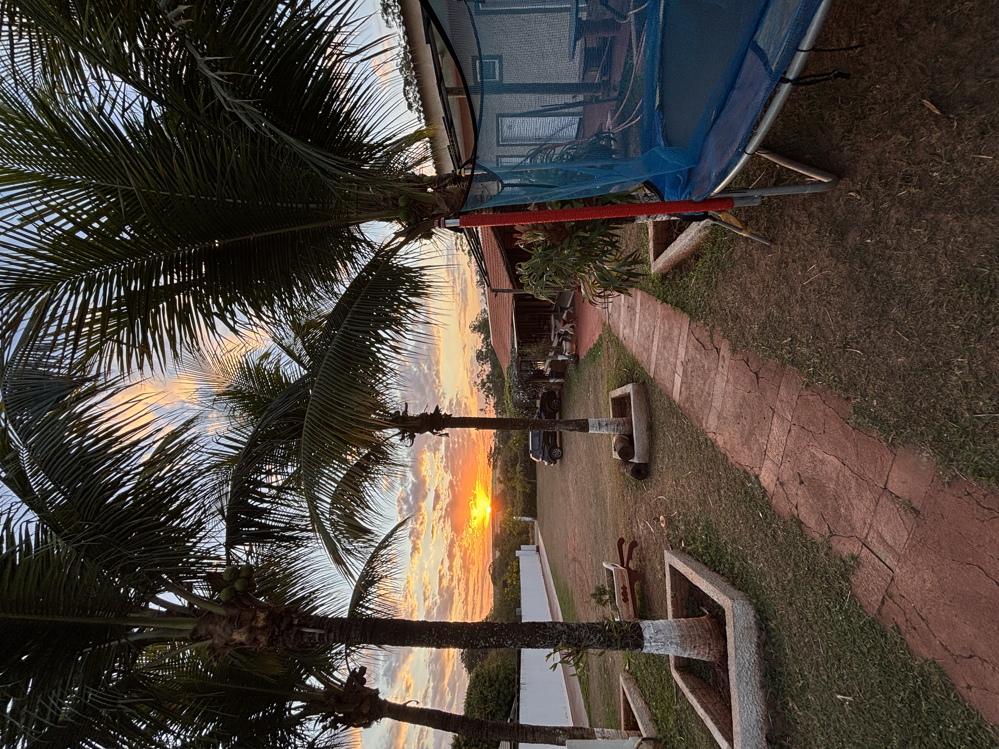 Pôr do sol brilhando entre as folhas de coqueiro
